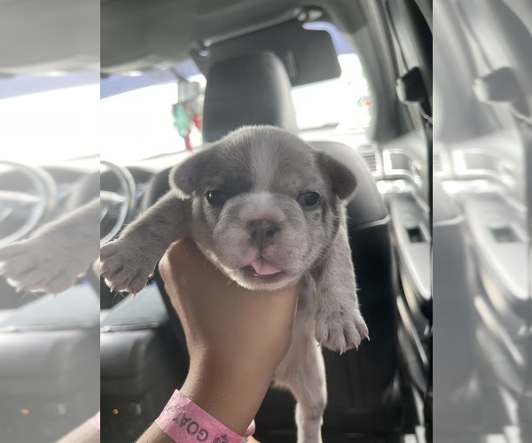 Medium Photo #2 French Bulldog Puppy For Sale in SAN BERNARDINO, CA, USA