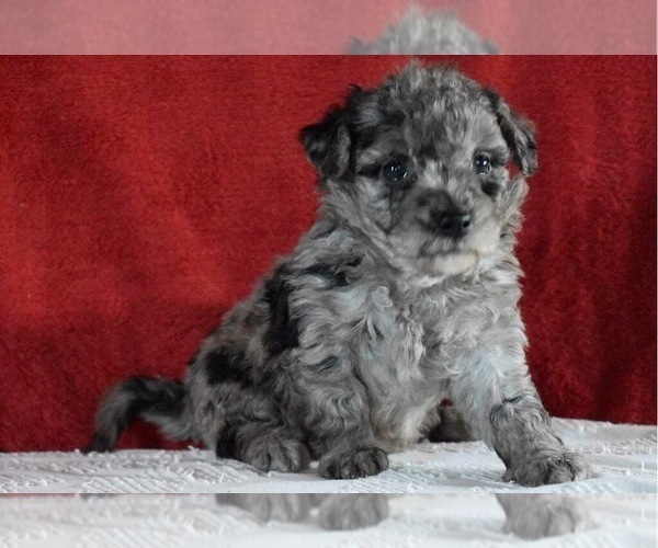 Medium Photo #2 Sheepadoodle Puppy For Sale in DUNDEE, OH, USA