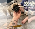 Small #13 Mastiff