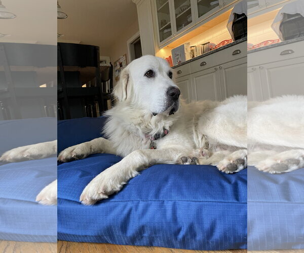 Medium Photo #8 Great Pyrenees Puppy For Sale in Spring, TX, USA