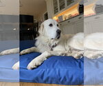 Small #7 Great Pyrenees
