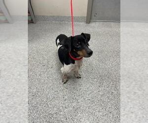 Dachshund-Unknown Mix Dogs for adoption in Pasadena, TX, USA