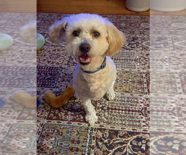 Medium Photo #3 Mutt Puppy For Sale in New York, NY, USA