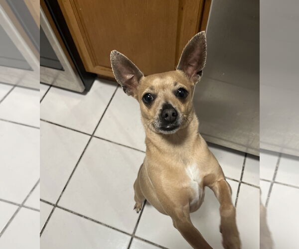 Medium Photo #1 Chihuahua-Unknown Mix Puppy For Sale in Miami, FL, USA