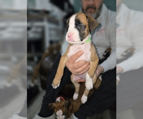 Medium Photo #9 Boxer Puppy For Sale in GALLOWAY, NJ, USA