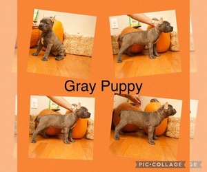 Cane Corso Puppy for sale in RAYFORD, TX, USA