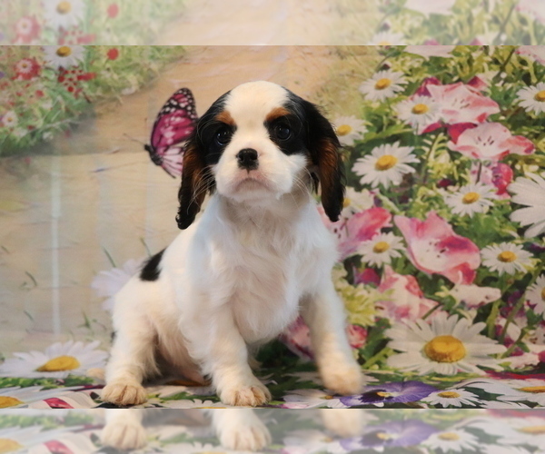 Medium Photo #4 Cavalier King Charles Spaniel Puppy For Sale in SHILOH, OH, USA