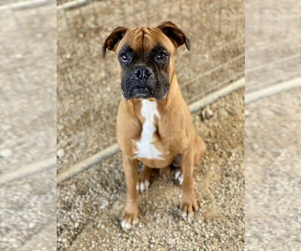 Medium Photo #3 Boxer Puppy For Sale in Austin, TX, USA