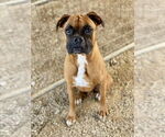Small #2 Boxer