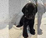 Small #2 Labrador Retriever