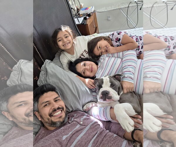 Medium Photo #4 Bulldog-Unknown Mix Puppy For Sale in Lighthouse Point, FL, USA