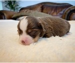 Small Photo #5 Miniature Australian Shepherd Puppy For Sale in BEATTY, OR, USA