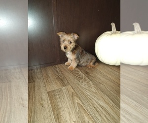 Yorkshire Terrier Puppy for sale in LAPEER, MI, USA