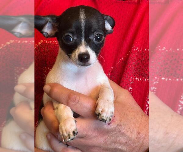Medium Photo #15 Chihuahua Puppy For Sale in CHARLESTON, AR, USA