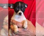 Small #14 Chihuahua