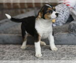Small Beagle-Border Collie Mix