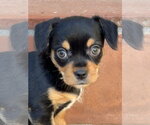 Small #3 Mutt