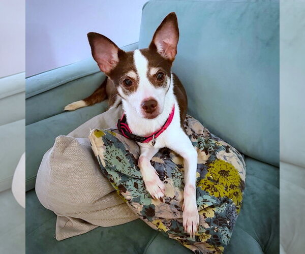 Medium Photo #2 Rat Terrier Puppy For Sale in Atlanta, GA, USA