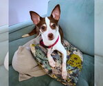 Small Photo #2 Rat Terrier Puppy For Sale in Atlanta, GA, USA