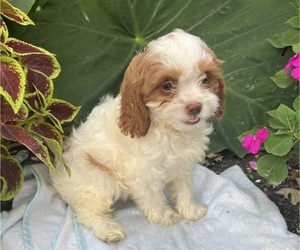 Medium Cavapoo (Miniature)
