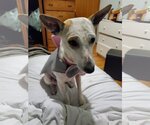 Small Mutt