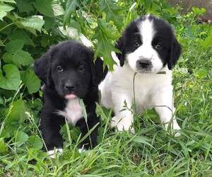 Great Pyrenees-Newfoundland Mix Puppy for sale in BELLE PLAINE, IA, USA