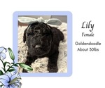 Puppy Lily Goldendoodle