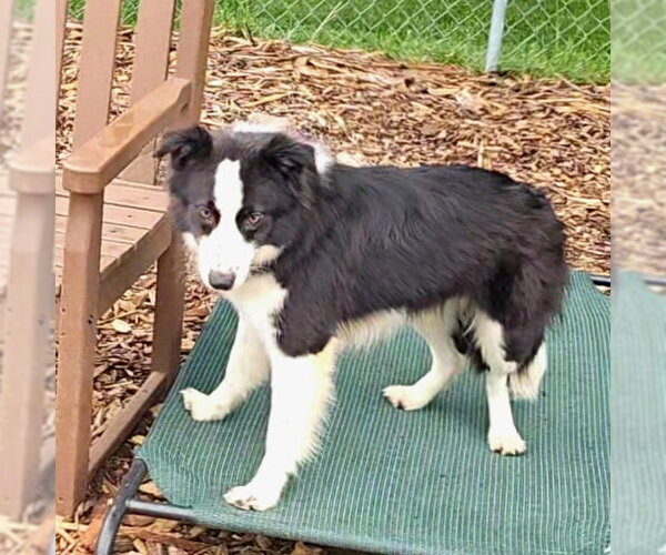 Medium Photo #4 Border Collie Puppy For Sale in Bloomingdale, NJ, USA