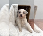 Puppy 5 Australian Shepherd