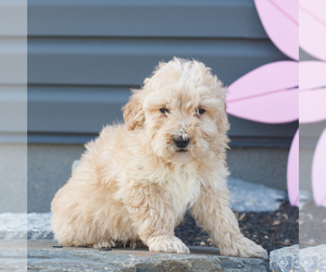 Goldendoodle (Miniature) Puppy for sale in MANHEIM, PA, USA