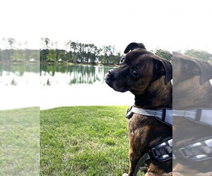 Hercules II - Male Boxer Dog for Adoption - Photo #2