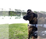 Small #1 Boxer