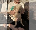 Small #5 Golden Retriever