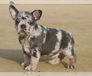 French Bulldog Puppy for sale in BOSTON, MA, USA