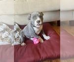 Small Photo #24 American Bully Puppy For Sale in LUBBOCK, TX, USA