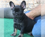 Small Photo #35 French Bulldog Puppy For Sale in WINNSBORO, TX, USA