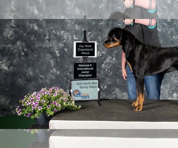 Medium Photo #7 Rottweiler Puppy For Sale in HOUSTON, AR, USA