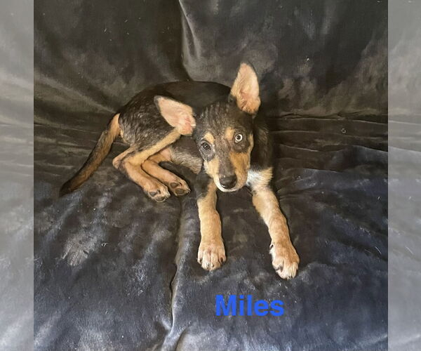 Medium Photo #2 Mutt Puppy For Sale in Topeka, KS, USA