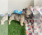 Small Photo #8 French Bulldog Puppy For Sale in KISSIMMEE, FL, USA