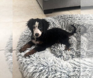 Bernese Mountain Dog-Poodle (Miniature) Mix Dogs for adoption in Valrico, FL, USA