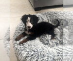 Lydia - Female Bernese Mountain Dog-Poodle (Miniature) Mix Dog for Adoption - Small photo