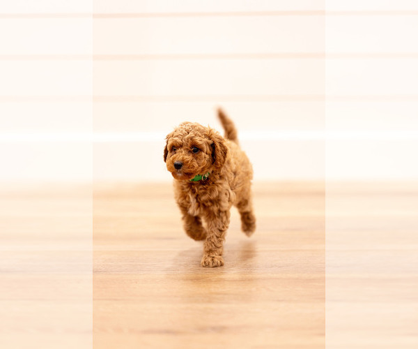 Medium Photo #16 Poodle (Miniature) Puppy For Sale in ASH GROVE, MO, USA