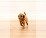 Small Photo #16 Poodle (Miniature) Puppy For Sale in ASH GROVE, MO, USA