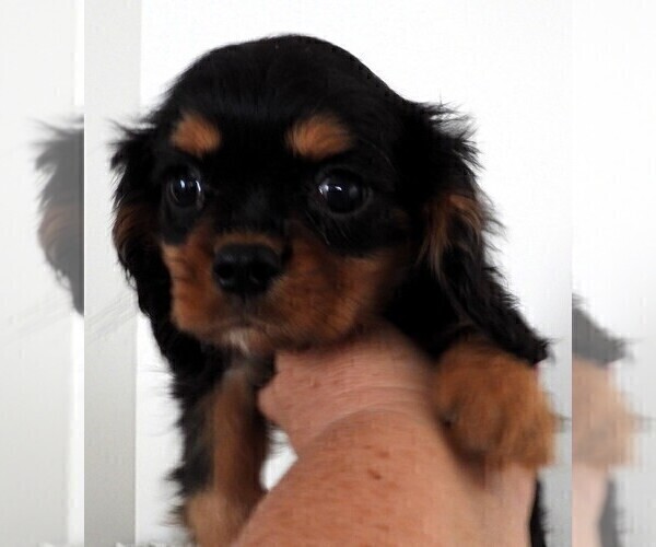 Medium Photo #2 Cavalier King Charles Spaniel Puppy For Sale in CARLISLE, KY, USA