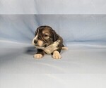 Small #6 Bernedoodle (Miniature)