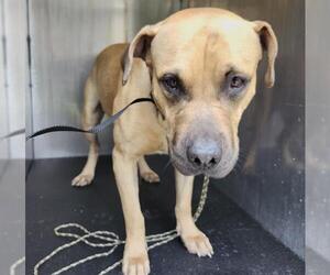 American Staffordshire Terrier-Unknown Mix Dogs for adoption in San Antonio, TX, USA