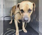 Small American Staffordshire Terrier Mix