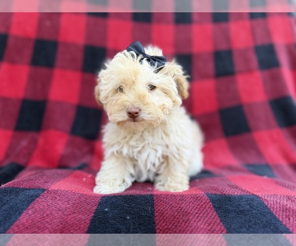 Medium Photo #4 Havapoo Puppy For Sale in LAKELAND, FL, USA