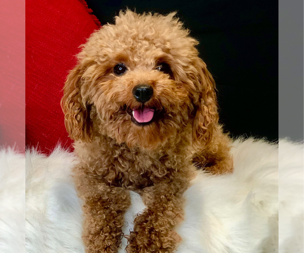 Medium Photo #1 Poodle (Miniature) Puppy For Sale in DUNDEE, OH, USA