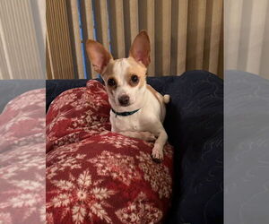 Chipin Dogs for adoption in South Bend, IN, USA